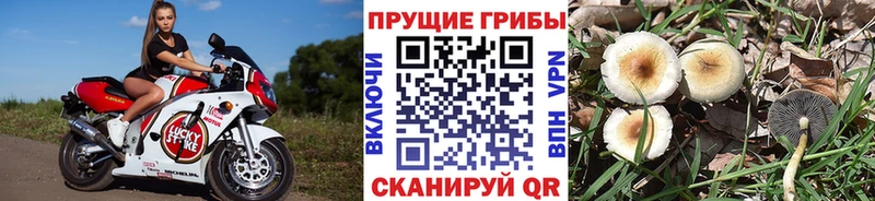 как найти закладки  Черняховск  Галлюциногенные грибы Psilocybe 